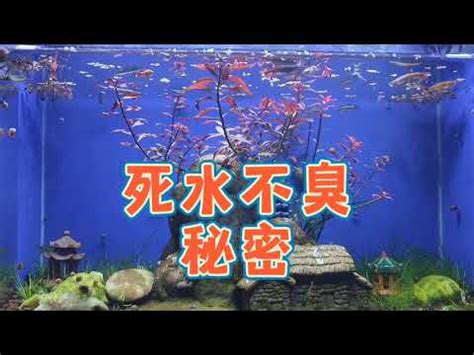 死水養魚|有過濾也不是活水！ 古法生態魚缸養魚，死水不臭的秘密和淨水。